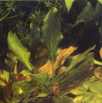 Echinodorus Apart